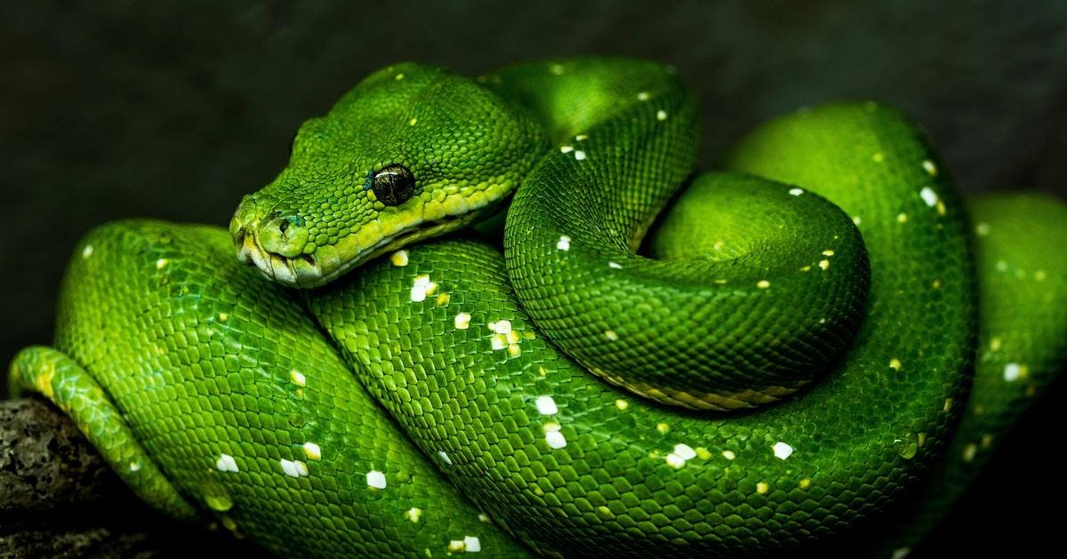 curl in python